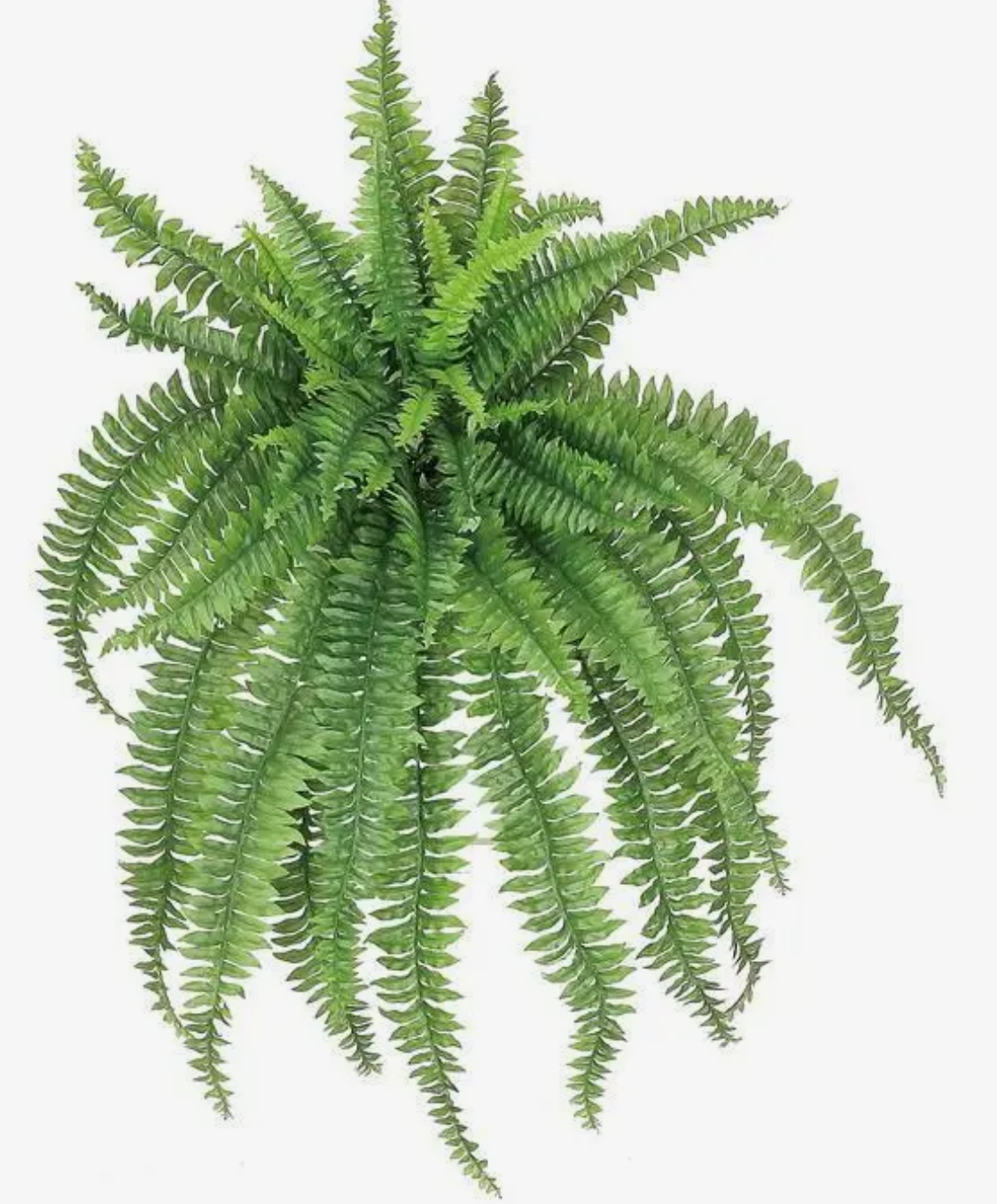 56” Large Boston Fern