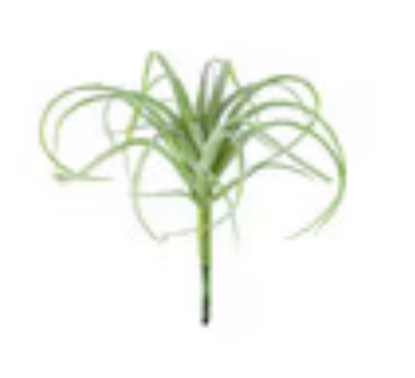 Small Air Plant