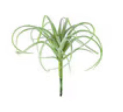 Small Air Plant