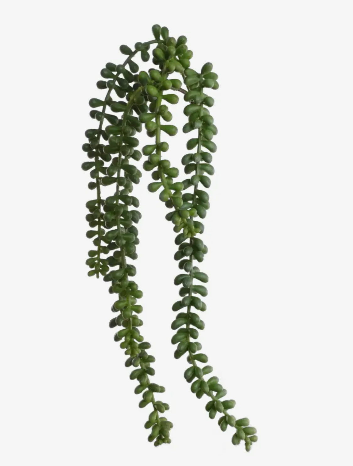 17” String Of Pearls Succulent