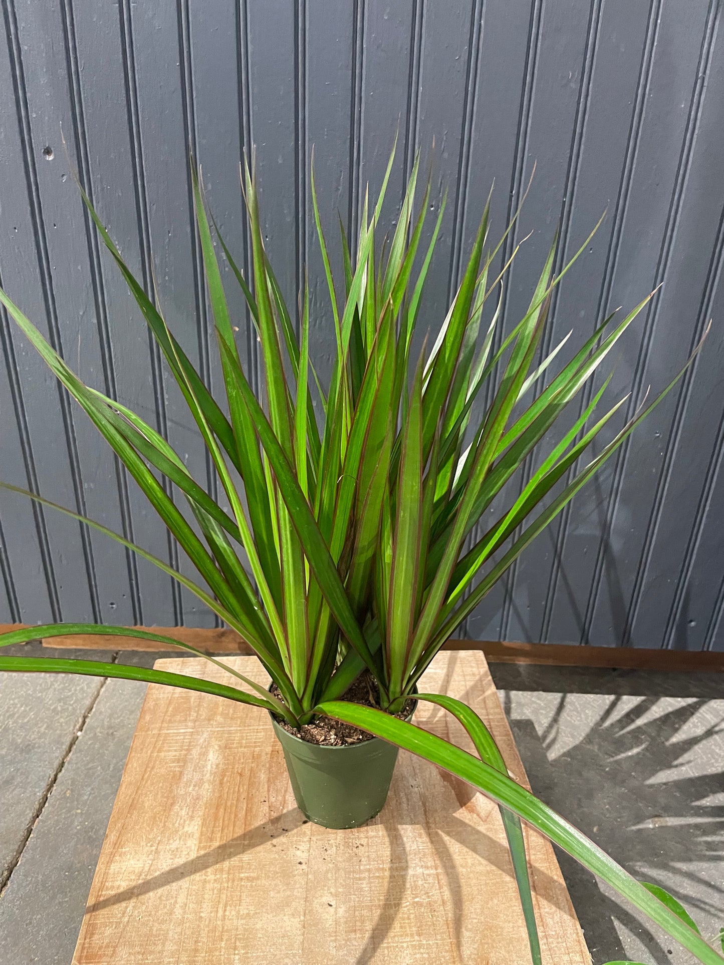 4” Marginata Plant