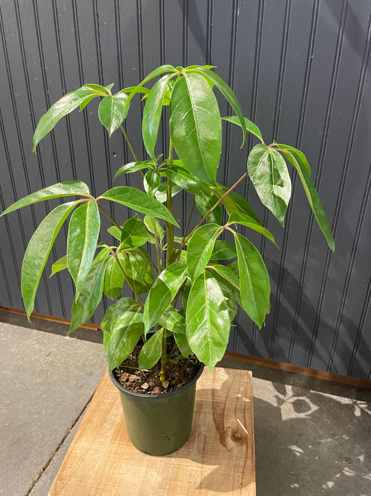 6” Arboricola plant