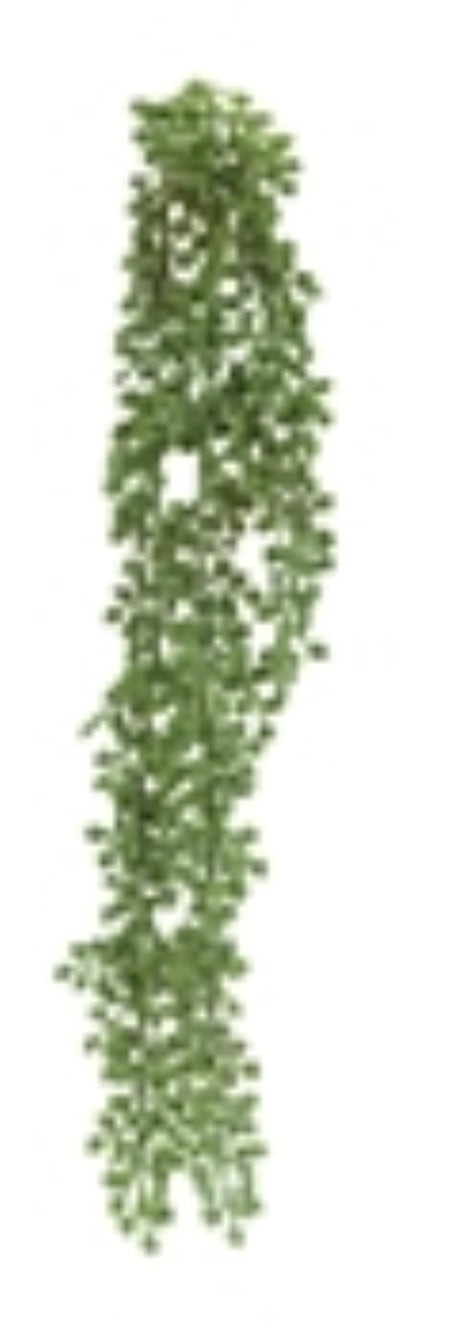 Trailing String Of Pearls Stem