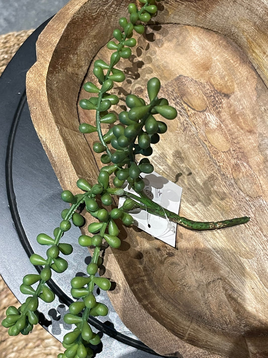 Baby Tears Succulent