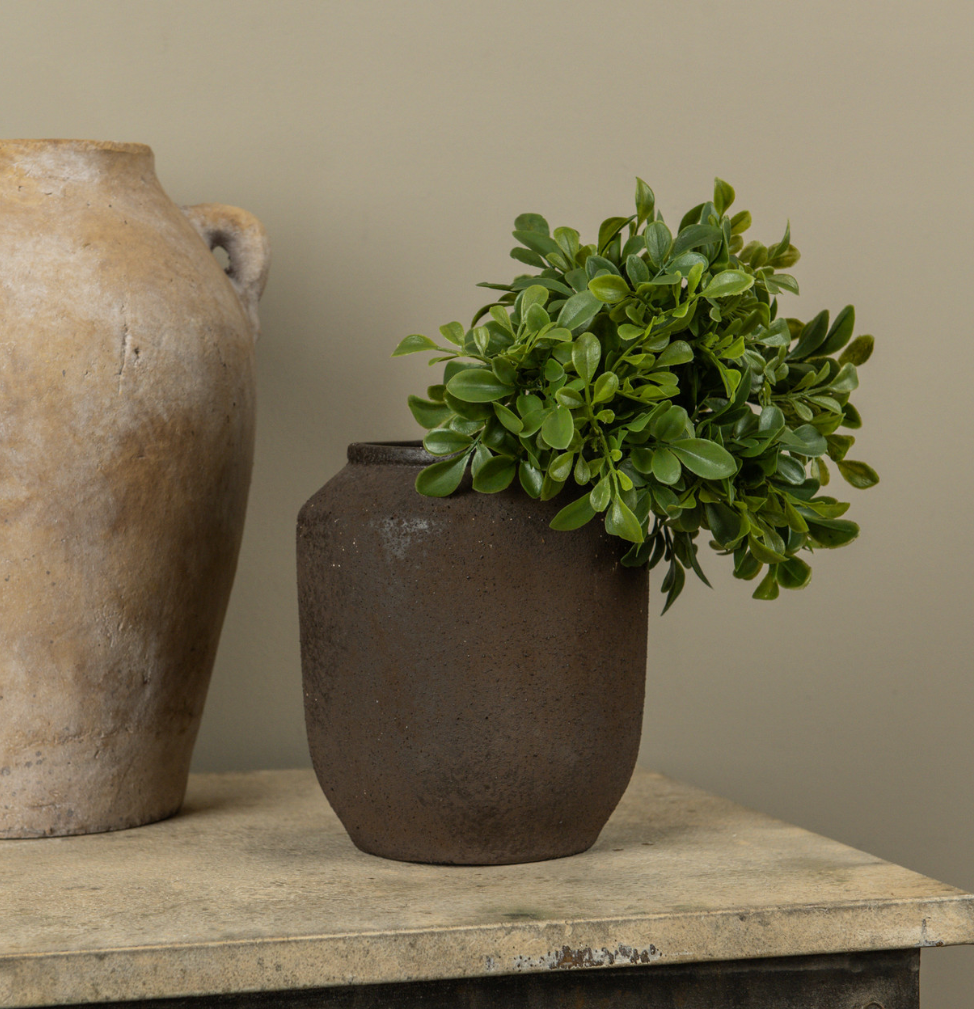 9.5” Boxwood Bush
