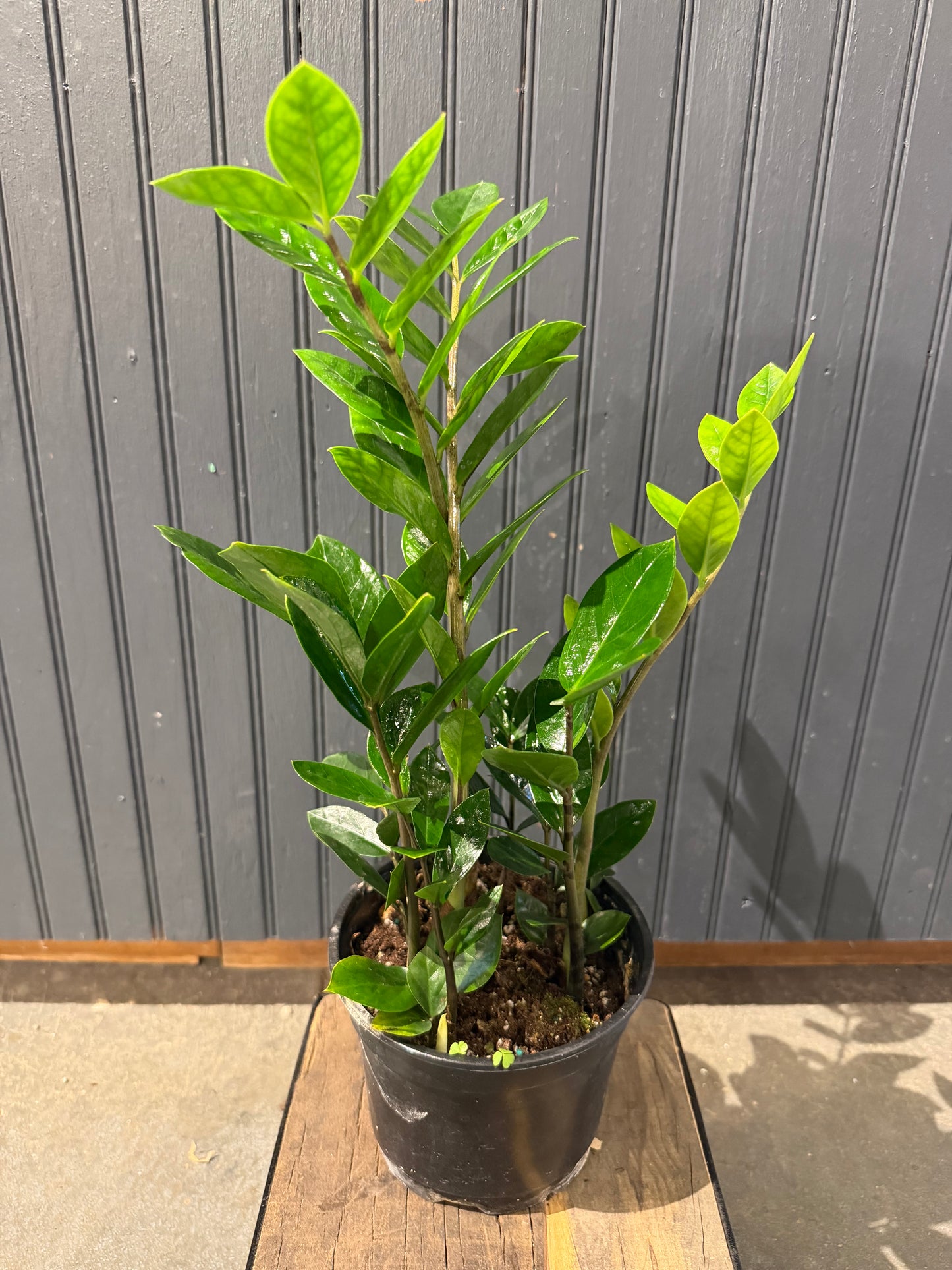 ZZ Plant-6”
