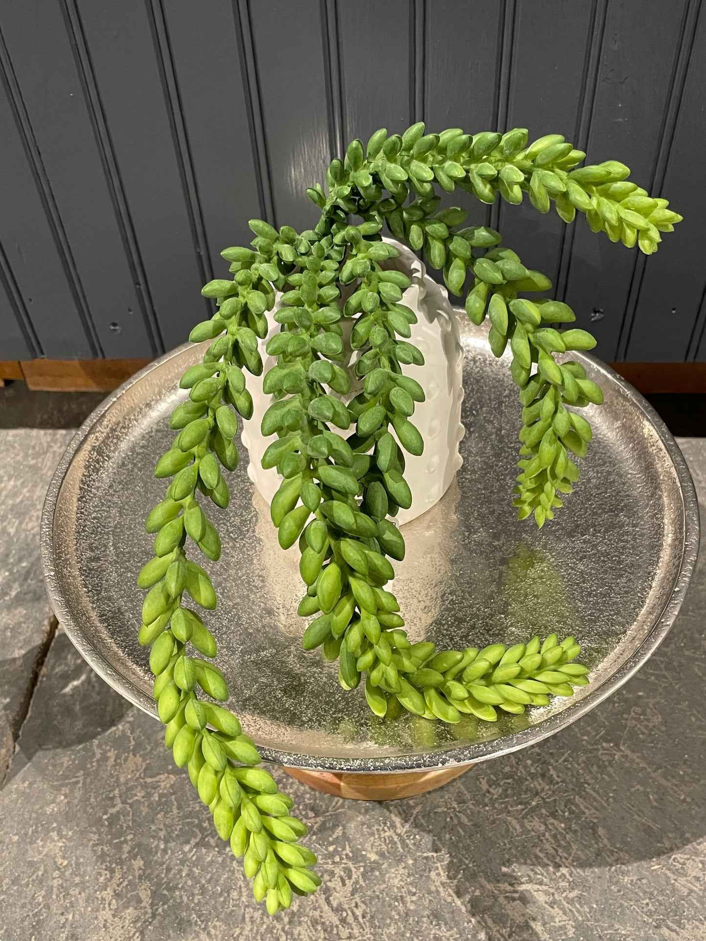 Donkey tail succulent