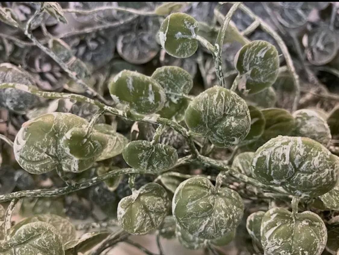 ‘Weathered’ Button Leaf Hanging Bush