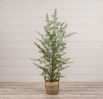 35” Fern Tree In Black Pot