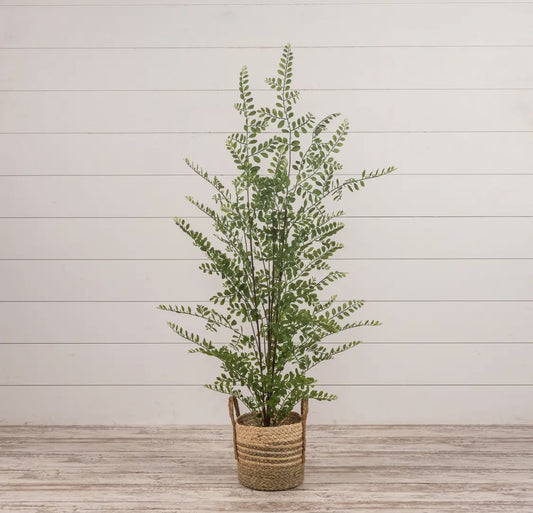 35” Fern Tree In Black Pot