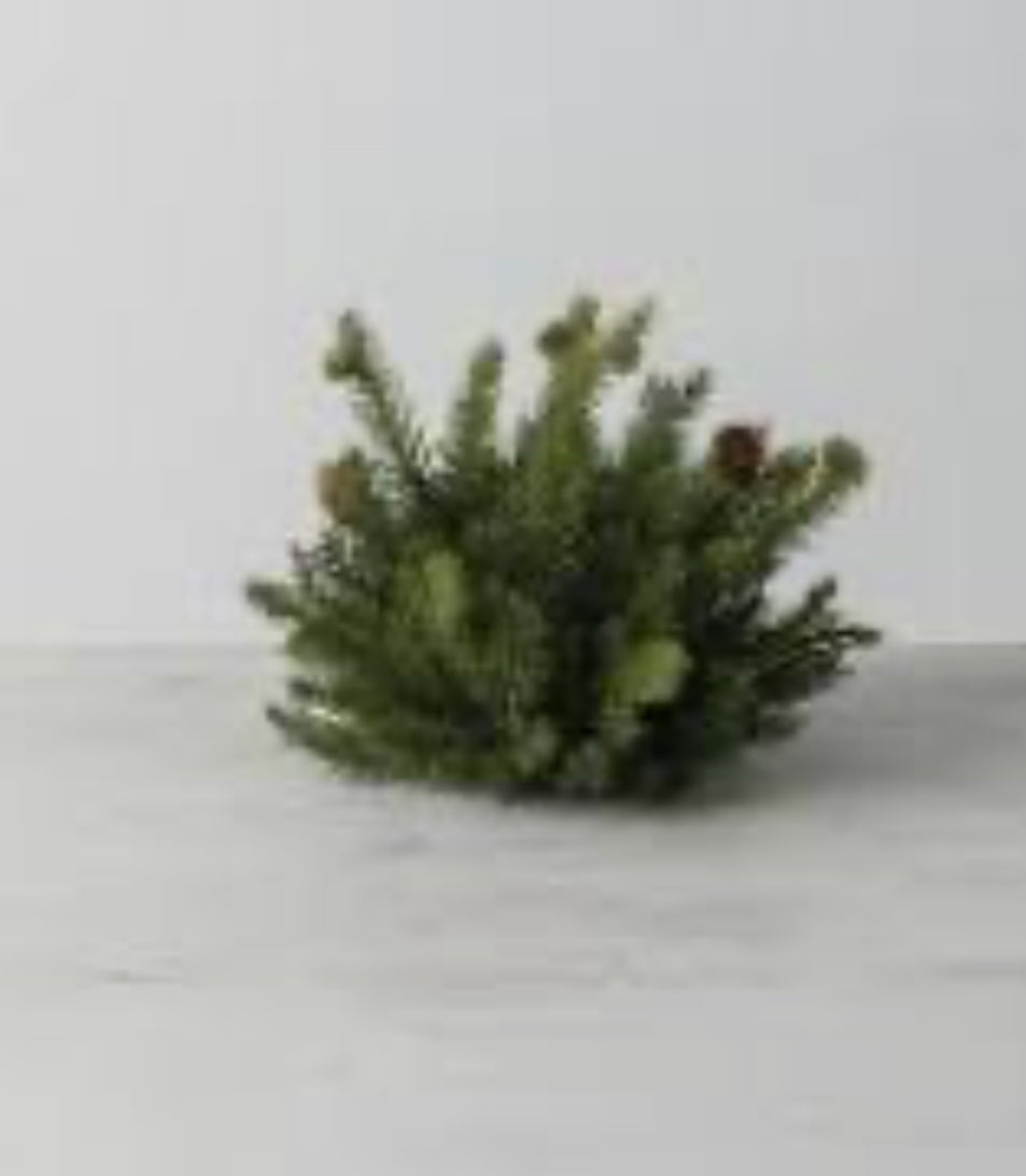 White Spruce Half Orb