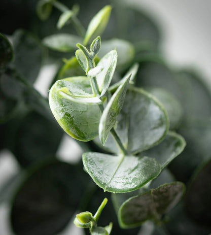 Eucalyptus Spray