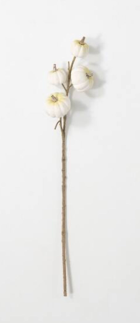 White Pumpkin Stem