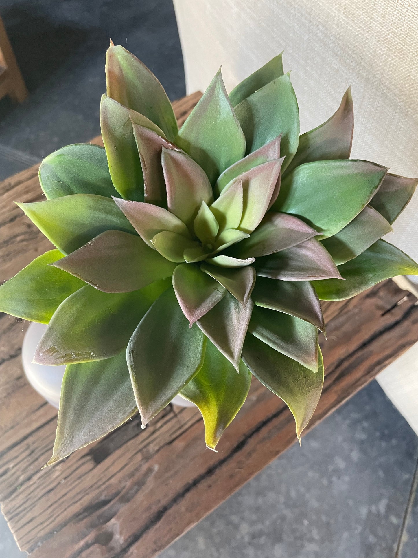 8.5” Succulent