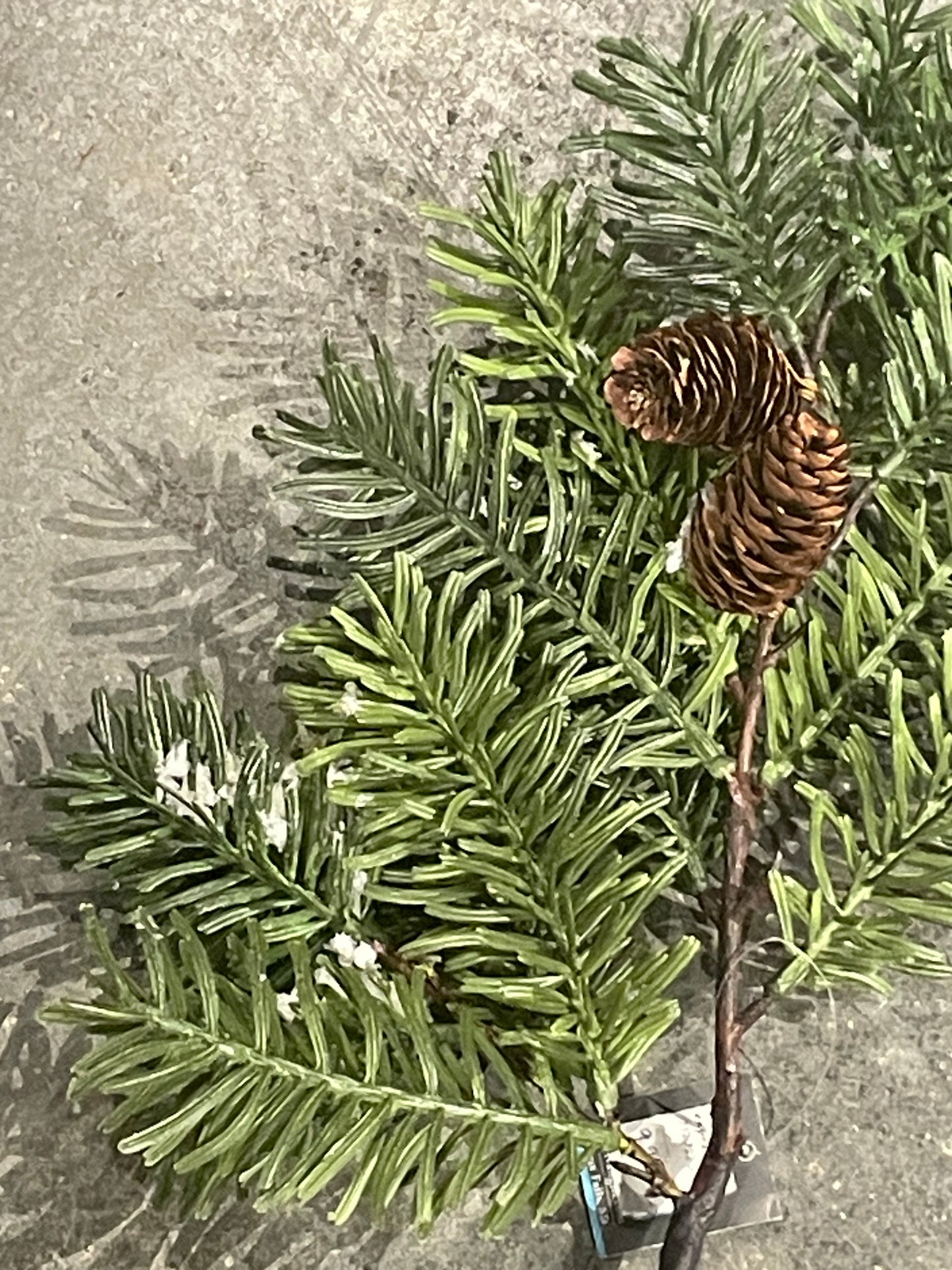 EvergreenPick w/Snow & Pinecone