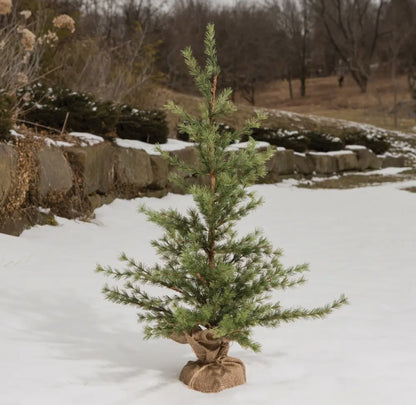 3’ Pine Tree w/Burlap Base