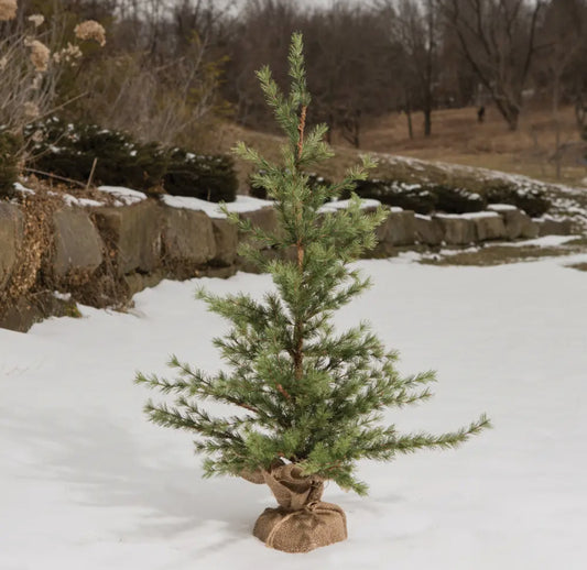3’ Pine Tree w/Burlap Base