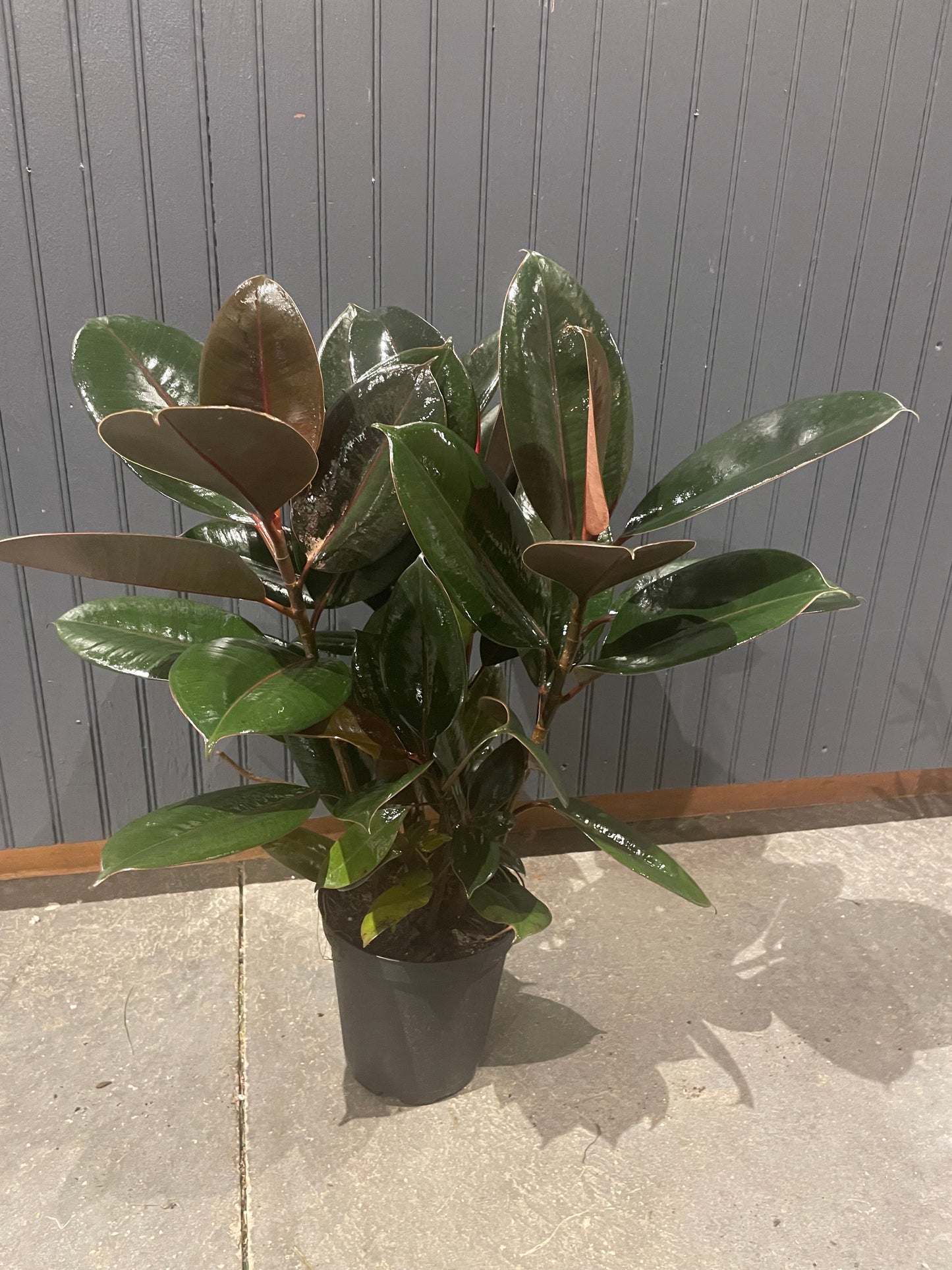 6” Rubber Plant