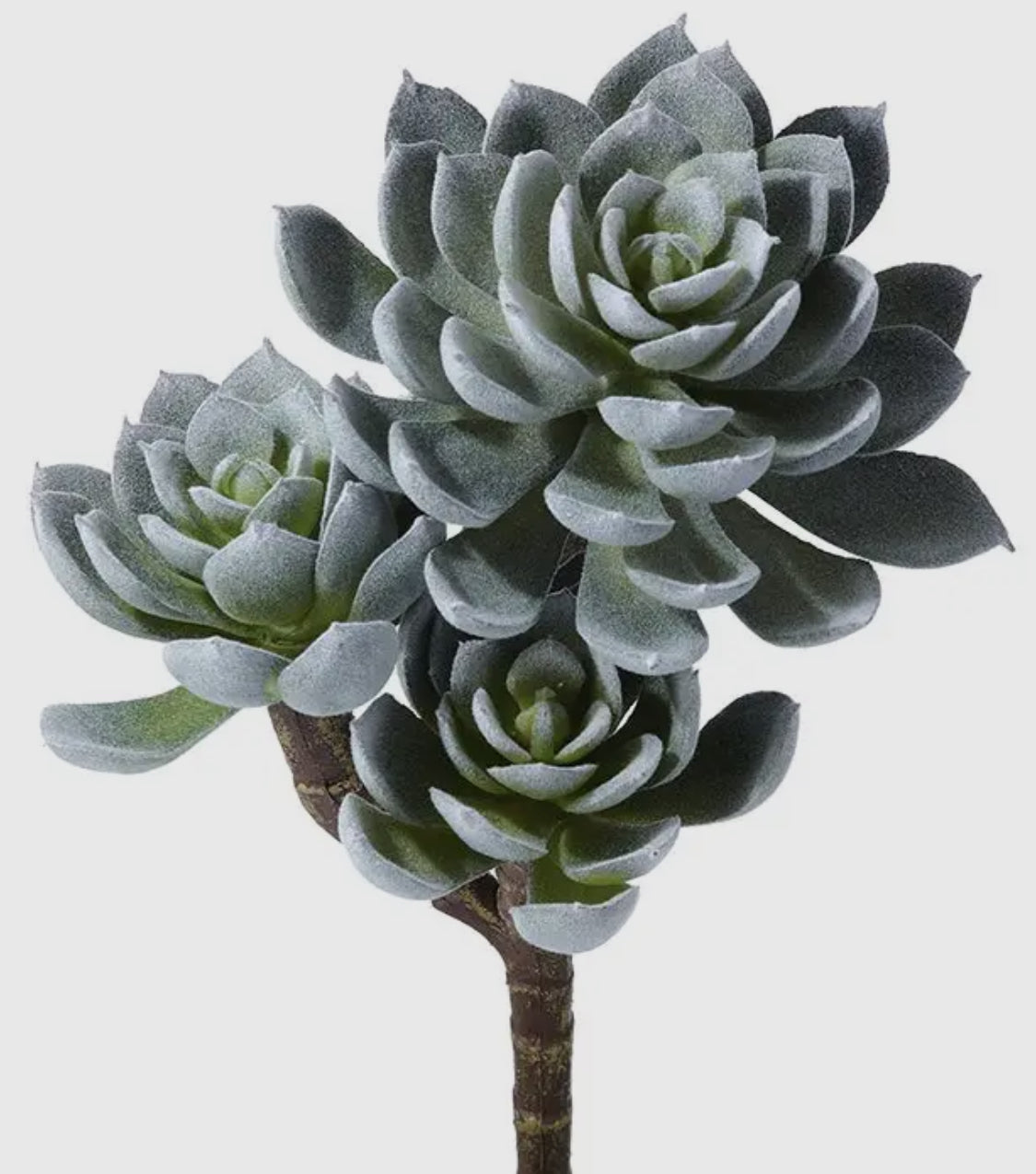 Triple Spoon Succulent Plant