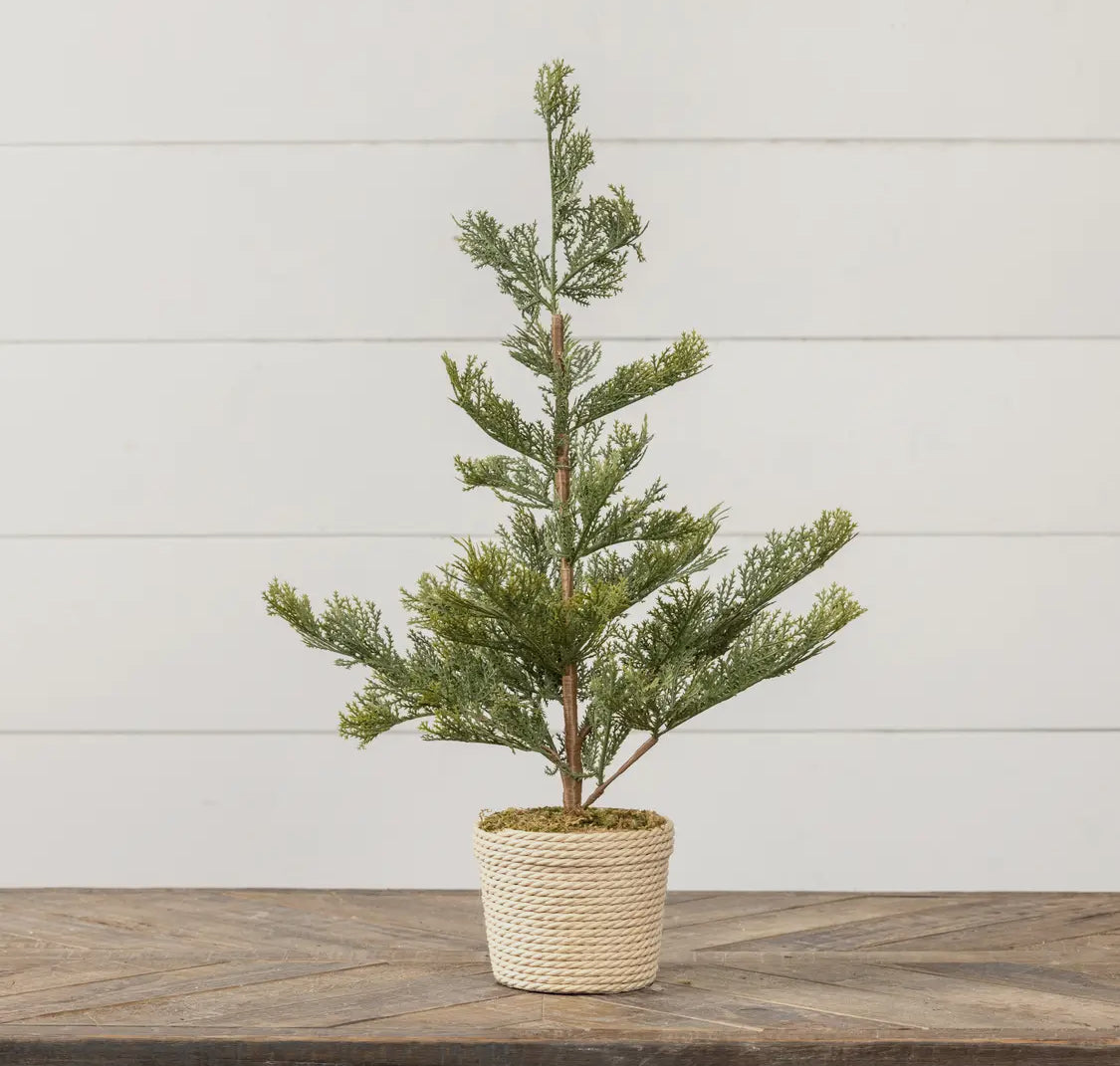 23.75” Pine w/ Braided Pot