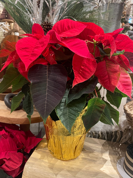 6” Red Poinsettia