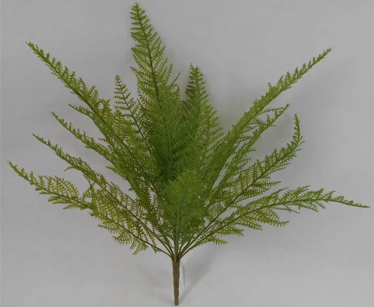 Lace Fern Bush