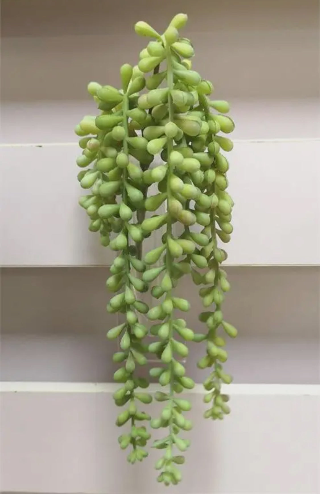 Jelly Bean Succulent