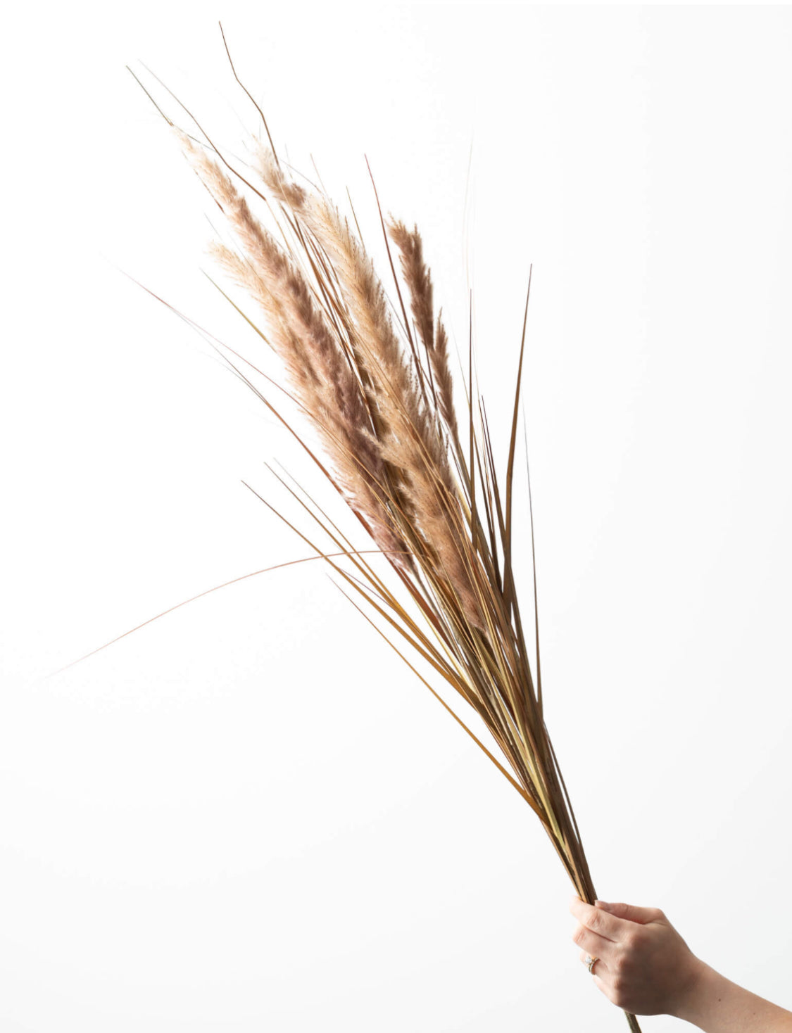Dried Grass Spray