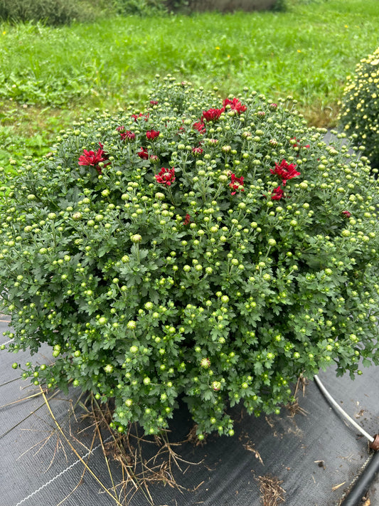 Burgundy Outdoor Mum