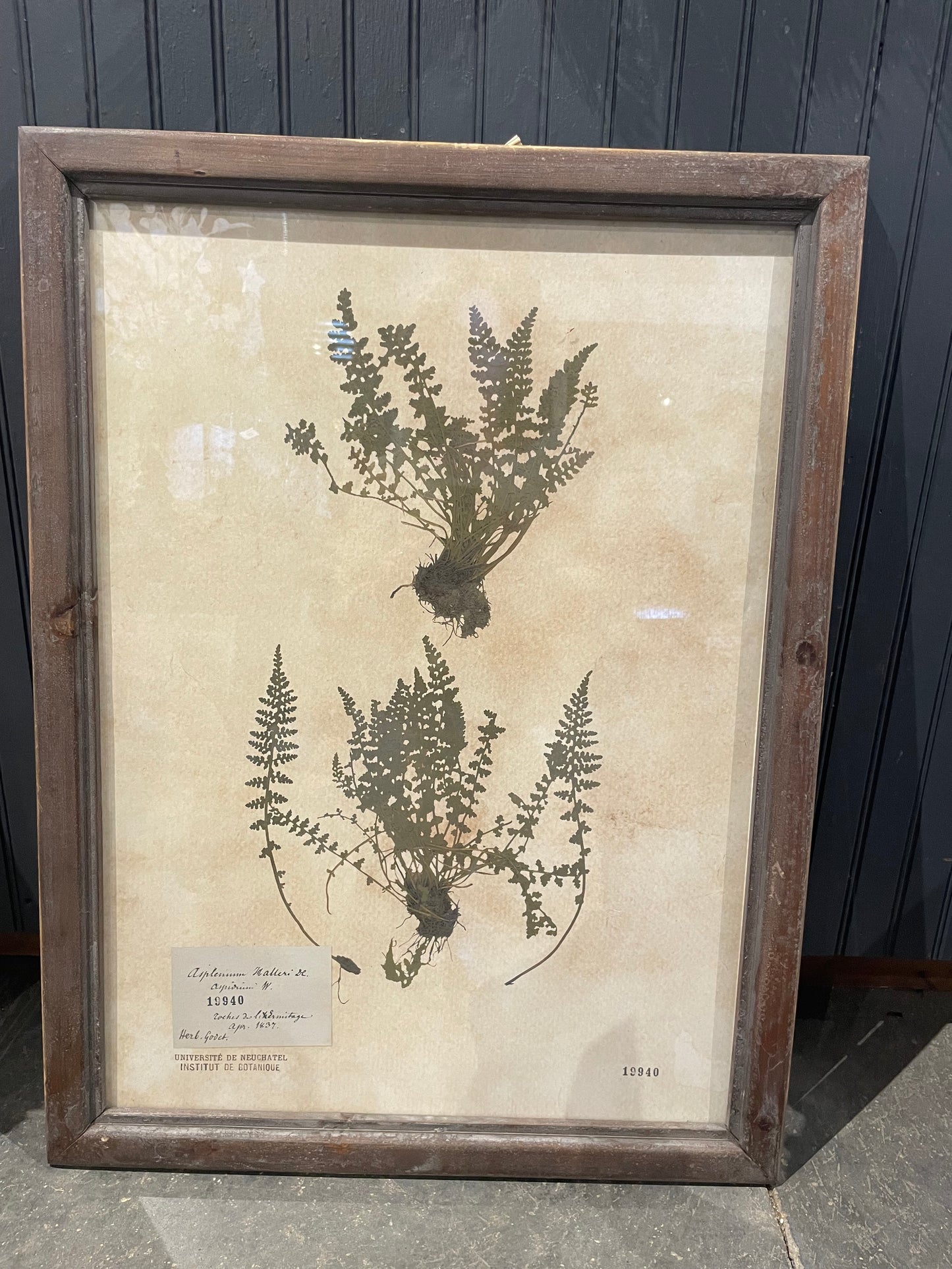 27.5” Framed Fern Print