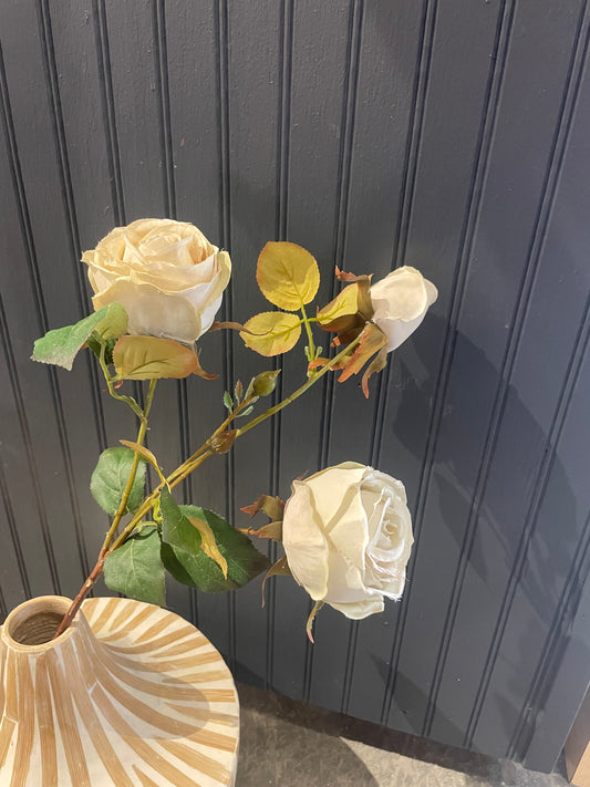Cream Cabbage Rose