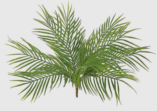 Palm Plant