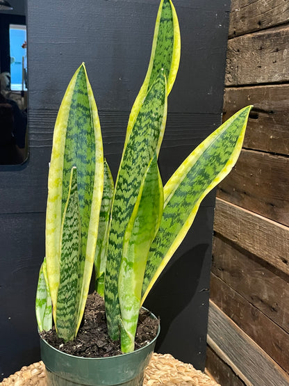 Snake plant-6”