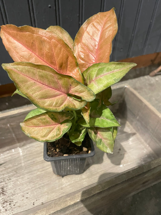 3” Nephthytis  Plant
