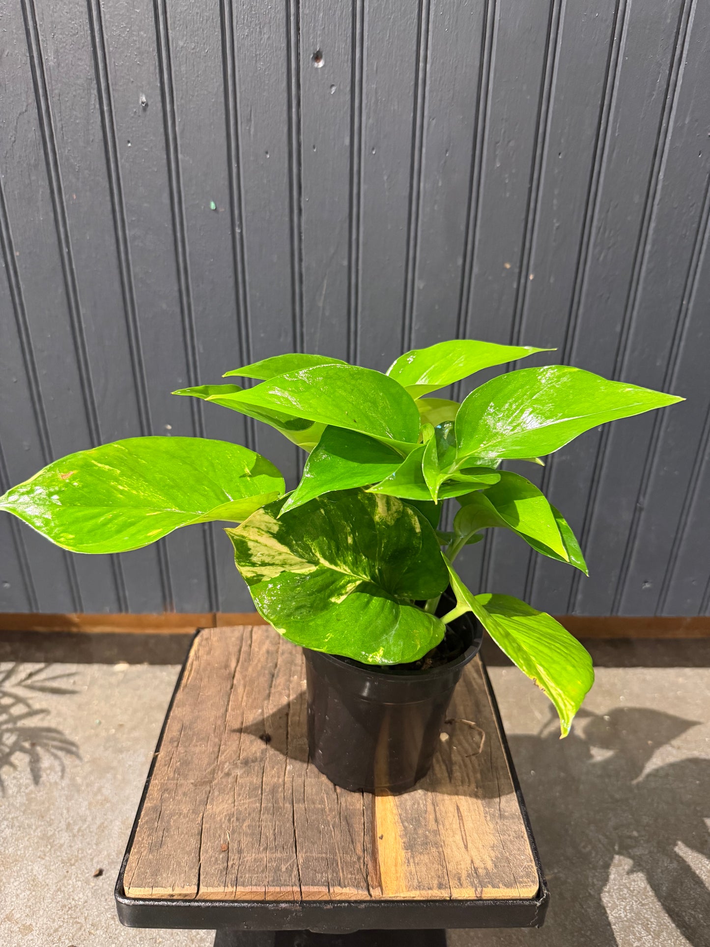 Pothos Plant-4”