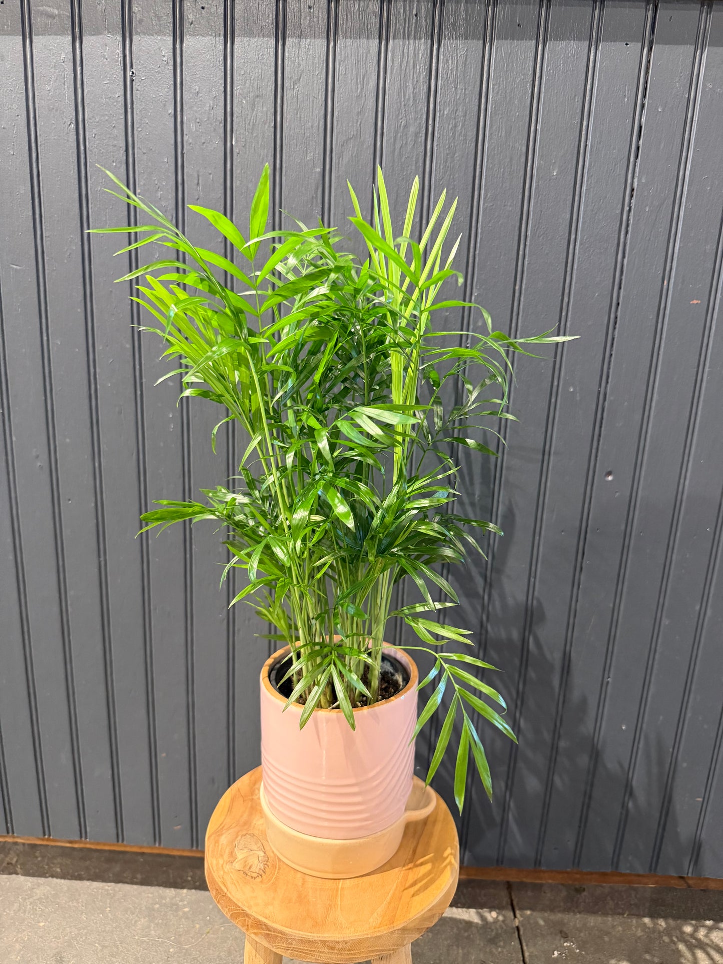 Palm Plant in Self Watering