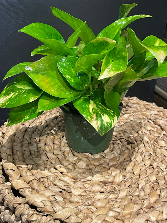 Pothos Plant-4”