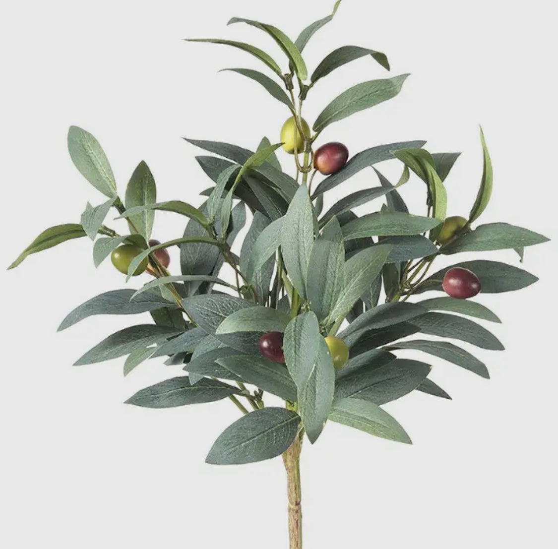 Artificial Pruned Olive Stem