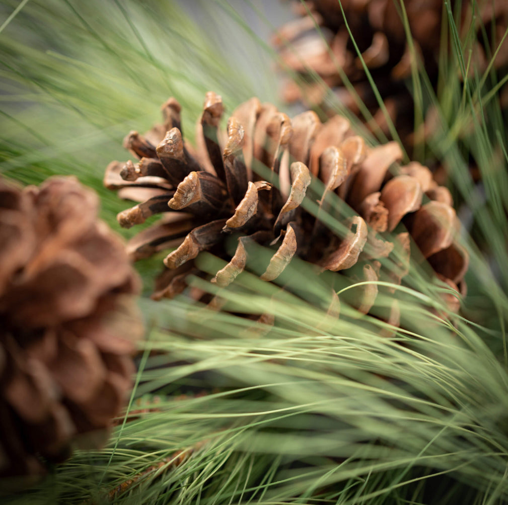 Light Long Pine & Cone Spray