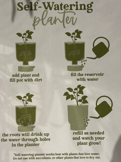 Palm Plant in a Sage Self Watering Planter