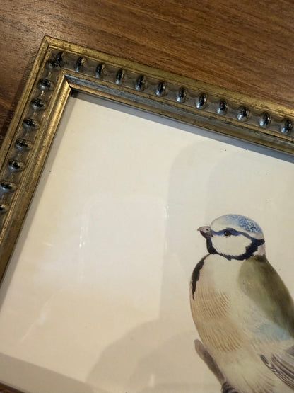 Vintage soft bird illustration G on distressed background