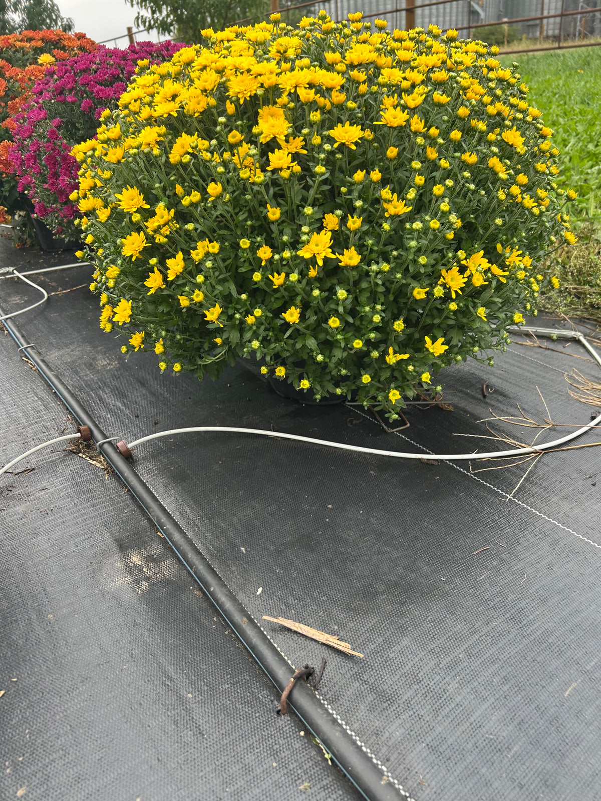 Yellow Outdoor Mum