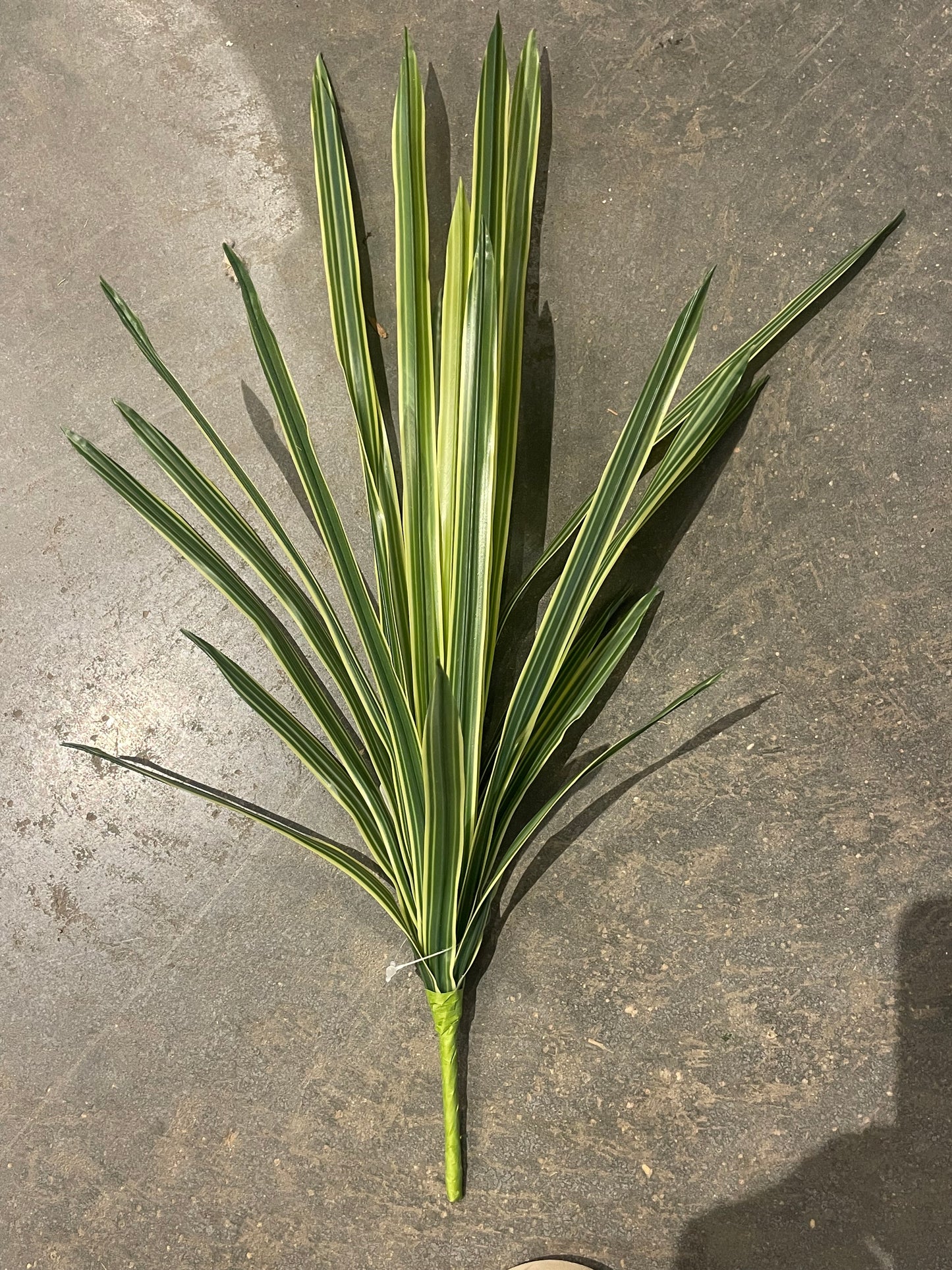 20” Lily Turf Grass Bush