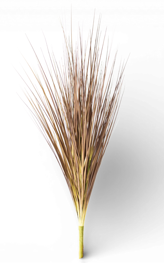 36” Onion Grass Spray