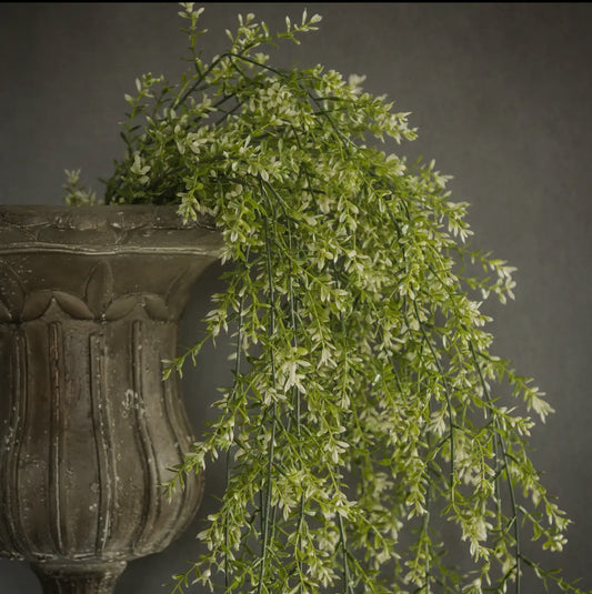 45” Boxwood Hanging Bush