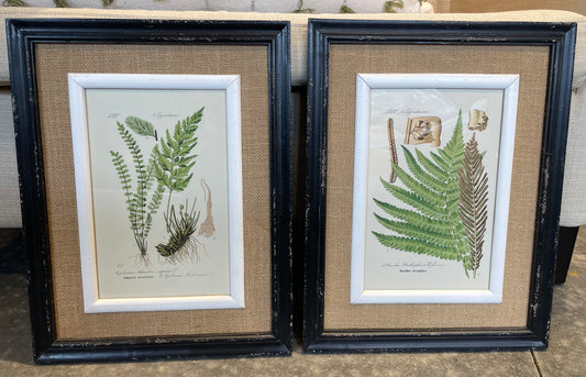 Fern Leaf Prints