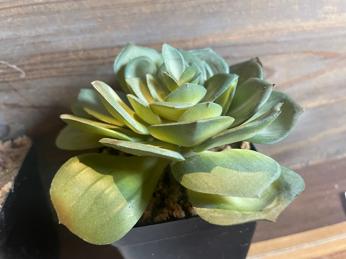 5” Potted Succulent