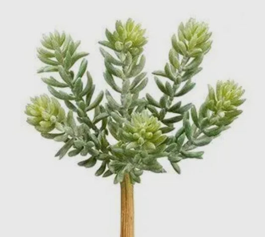 Soft Touch Sedum Succulent Plant