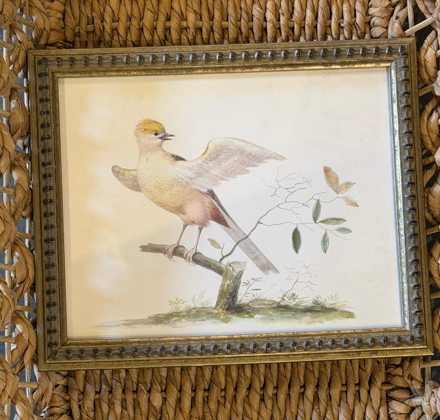10” x 8” Vintage soft bird illustration B on distressed background
