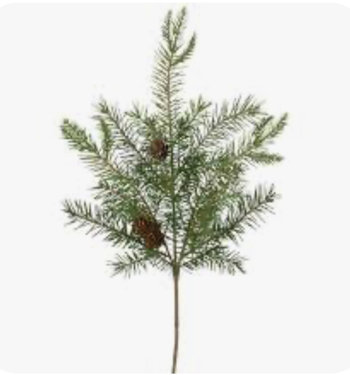 Douglas Fir & Pine Cone Pick